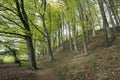 Springtime Danish beech forest Royalty Free Stock Photo