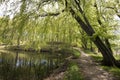 Springtime Danish beech forest and lake Royalty Free Stock Photo