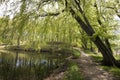 Springtime Danish beech forest and lake