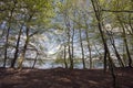 Springtime Danish beech forest Royalty Free Stock Photo