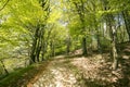 Springtime Danish beech forest Royalty Free Stock Photo