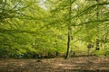 Springtime in a Danish forest Royalty Free Stock Photo