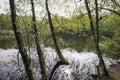 Springtime in a Danish forest Royalty Free Stock Photo