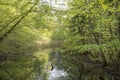 Springtime in a Danish forest Royalty Free Stock Photo