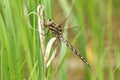 Springtime Darner (Basiaeschna janata)