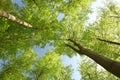 springtime deciduous forest against the blue sky beech trees covered with fresh green leaves in the sunshine spring beech forest