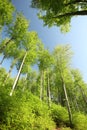 springtime deciduous forest against the blue sky beech trees covered with fresh green leaves in the sunshine spring beech forest Royalty Free Stock Photo