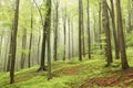 springtime deciduous forest in the fog with beech trees covered fresh leaves on branches foggy weather may poland Royalty Free Stock Photo