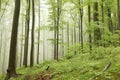 springtime deciduous forest in the fog with beech trees covered fresh leaves on branches foggy weather may poland Royalty Free Stock Photo