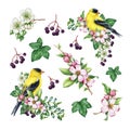 Springtime decor set with birds and flowers. Watercolor illustration. Hand drawn goldfinch bird, garden flowers