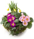 Springtime decoration - flower bowl with primroses and daffodils