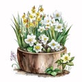 Springtime Delight: Watercolor Daffodils Collection AI Generated