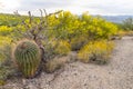 Barrel Cactus In The Arizona Desert Royalty Free Stock Photo