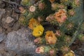 Springtime desert cactus blossom