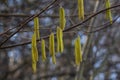 Springtime display of Corylus avellan commonly known as Common Hazel showcasing catkins on branches in a forest setting Royalty Free Stock Photo