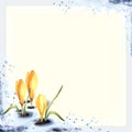 Springtime early flower Crocuses saffron sprouting through the snow Watercolor painted illustration Royalty Free Stock Photo