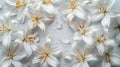 Springtime Easter Background with Snow White Lilies and Ample Copy Space Royalty Free Stock Photo