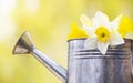 Springtime, easter daffodil flowers in a watering can, web banner Royalty Free Stock Photo
