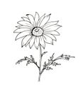 Springtime easter outlined hand drawn simpe childlike doodles chamomile