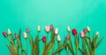 Springtime, easter. Pink and red tulips on green background, top view, copy space