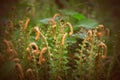 Springtime ferns Royalty Free Stock Photo