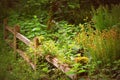 Springtime ferns