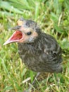 Springtime Fledgling