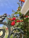 Springtime Flora, Leros, Greece, Europe Royalty Free Stock Photo