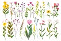 Springtime Florals: Delicate floral clip art depicting blooming flowers, budding branches, Easter season