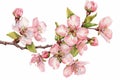 Springtime Florals: Delicate floral clip art depicting blooming flowers, budding branches, Easter season Royalty Free Stock Photo