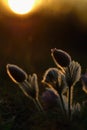 Springtime flower. Beautiful purple little furry pasque-flower. Pulsatilla grandis Blooming on spring meadow at the sunset. Royalty Free Stock Photo