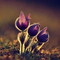 Springtime flower. Beautiful purple little furry pasque-flower. Pulsatilla grandis Blooming on spring meadow at the sunset.