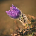 Springtime flower. Beautiful purple little furry pasque-flower. Pulsatilla grandis Blooming on spring meadow at the sunset. Royalty Free Stock Photo