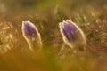 Springtime flower. Beautiful purple little furry pasque-flower. Pulsatilla grandis Blooming on spring meadow at the sunset. Royalty Free Stock Photo