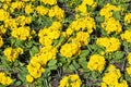 Springtime flower bed background of primrose primula plants