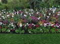 Springtime flower bed with red, purple and white flowers and foliage Royalty Free Stock Photo