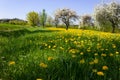 springtime flower lawn