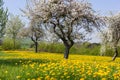 springtime flower lawn