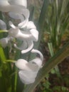 White hyacinth closely photographed
