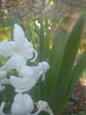 White hyacinth closely photographed