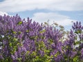 Springtime flowering bush tree top with violet flowers. Blooming Syringa vulgaris, common lilac plant against blue sky Royalty Free Stock Photo