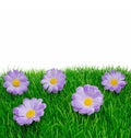 Springtime flowers on grass