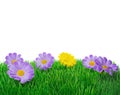 Springtime flowers on grass