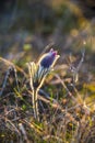 Wild pulsatilla flowers in the springtime