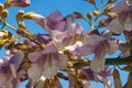 Springtime. Flowers of Paulownia tomentosa tree against blue sky