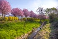 Wild cherry flowers tree in the springtime