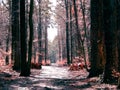 Springtime, forest awakens again after the winter break Royalty Free Stock Photo