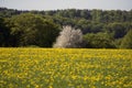 Springtime forest close to a green field of dandelions Royalty Free Stock Photo