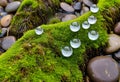 A springtime in forest .Moss and drops Royalty Free Stock Photo