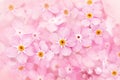 Springtime forget-me-nots pink flowers pastel background